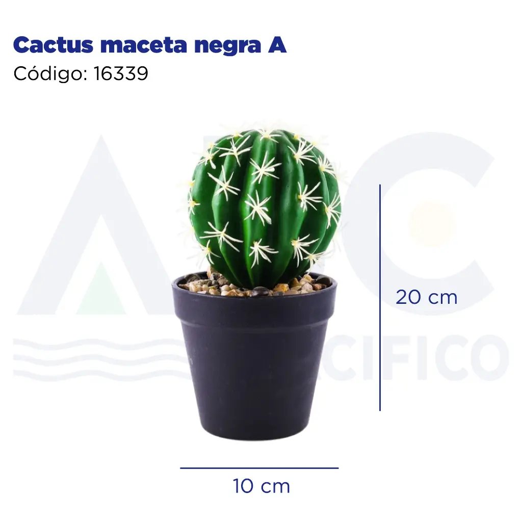 Cactus maceta negra A