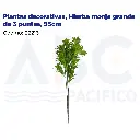 Plantas decorativas, Hierba monje grande de 3 puntas, 55cm